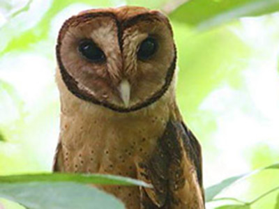 Minahasa masked-owl feat